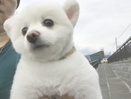 看板犬　癒し部長トント　男の子です