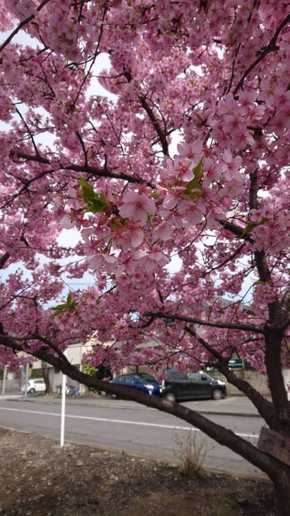 春よ来い来い🌸
