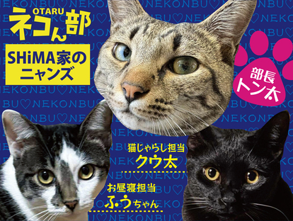 「ネコん部」SHiMA家のニャンズです♪