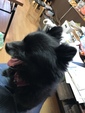 邪魔する犬